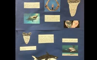 Nolans Megalodon