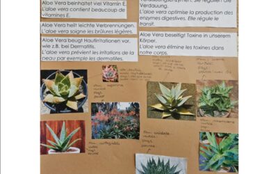 L’Aloe Vera