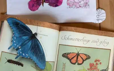 Schmetterling