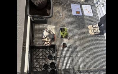 Planter des physalis